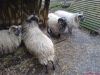 DSC00046.JPG