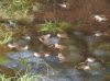 DSCF1135.JPG